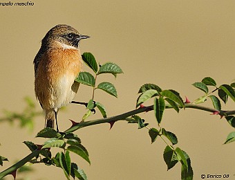 Animali 338